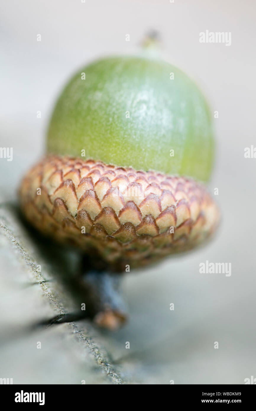Wild fruits close up fifty megapixels quercus robur family fagaceae ice age mania high quality Stock Photo