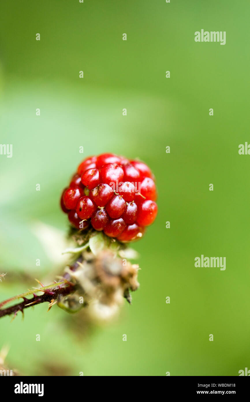https://c8.alamy.com/comp/WBDM18/wild-forest-fruits-berries-macro-background-fifty-megapixels-high-quality-prints-rubus-WBDM18.jpg