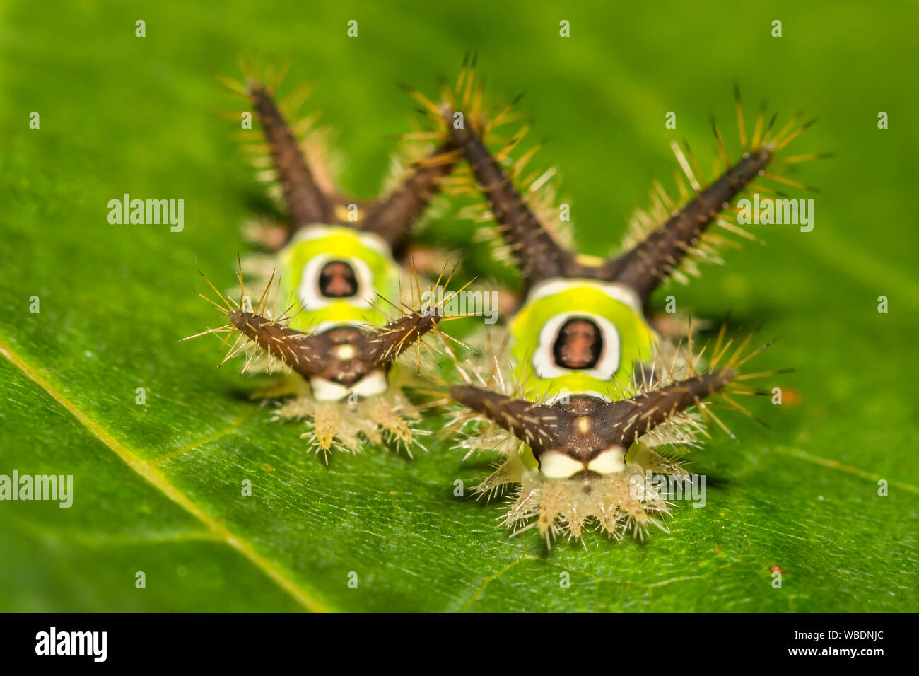 Saddleback Caterpillar (Acharia stimulea Stock Photo - Alamy