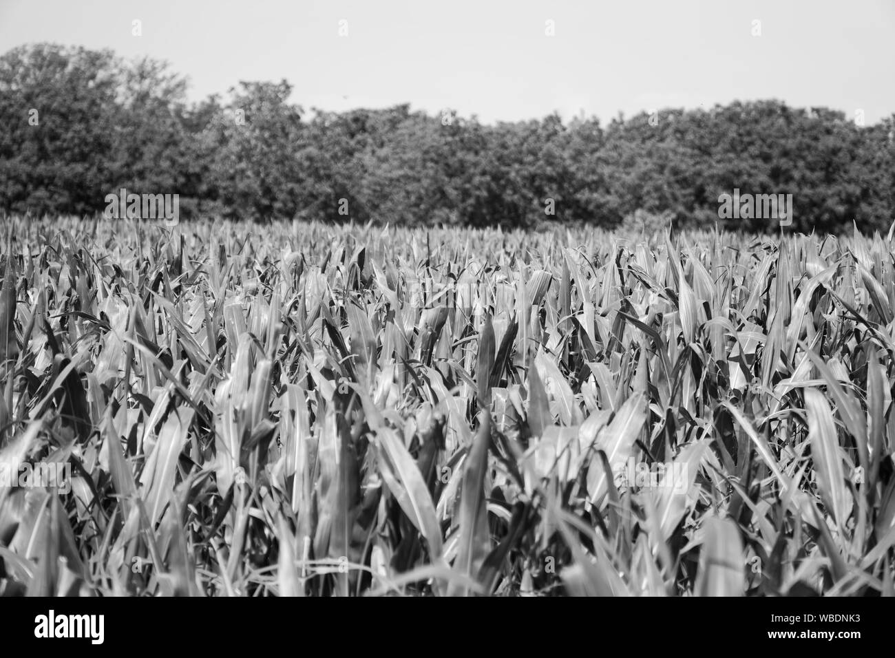 Maize harvest in field Black and White Stock Photos & Images - Alamy