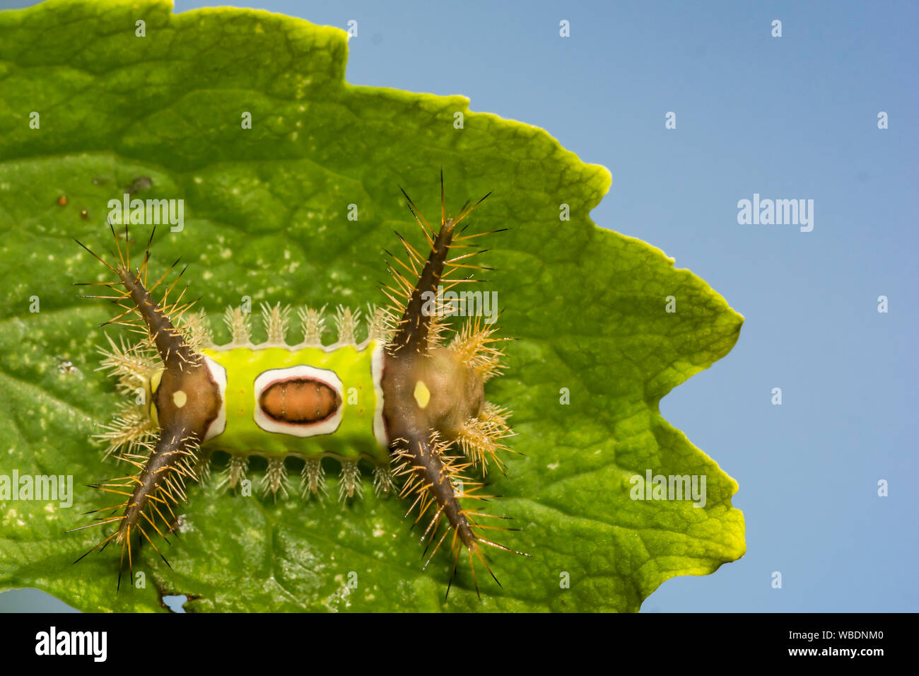 saddleback-caterpillar-acharia-stimulea-stock-photo-alamy