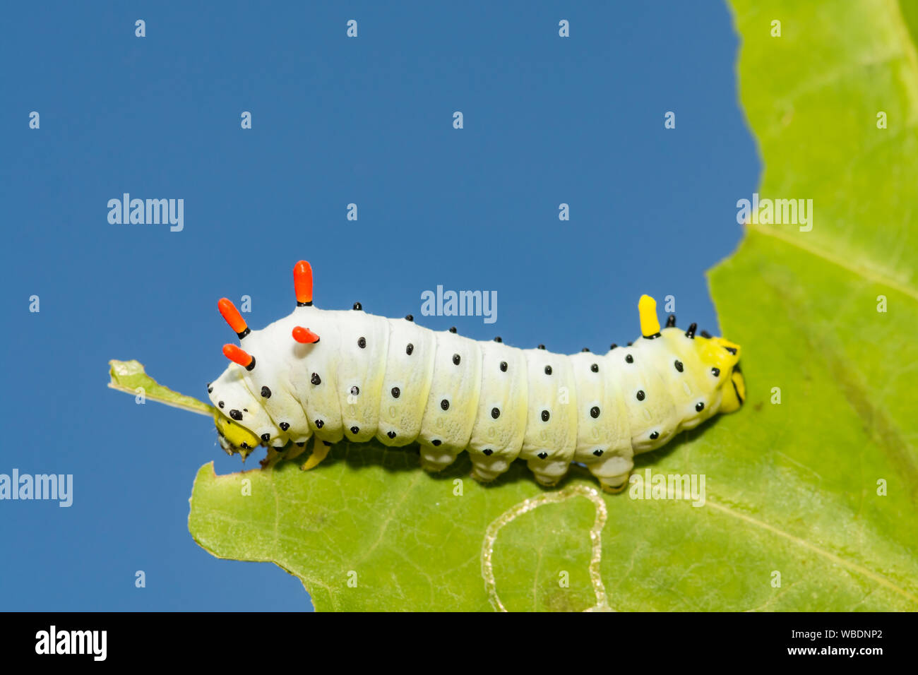 Silkmoth hi-res stock photography and images - Alamy
