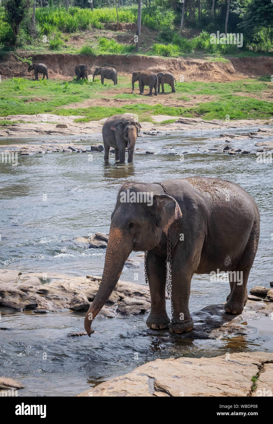 Asian Elephants at Pinnawala Elephant Orphanage, Sri Lanka Here is