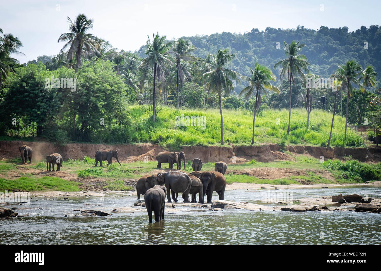 Asian Elephants at Pinnawala Elephant Orphanage, Sri Lanka Here is