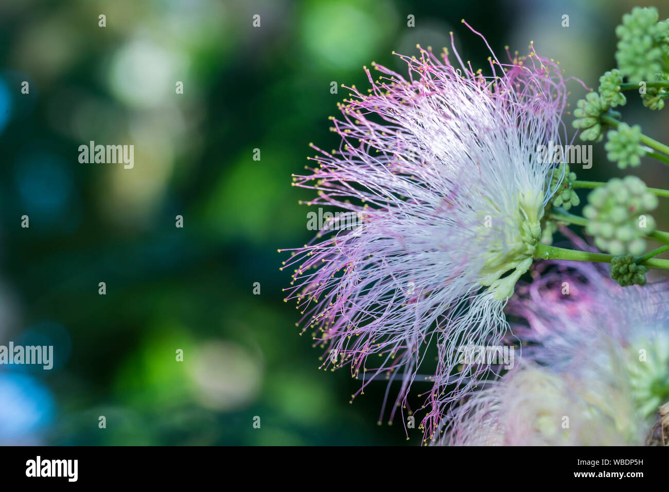 Colorfull mimosa flower. Mimosa pudica. Sensitive plant on blue sky