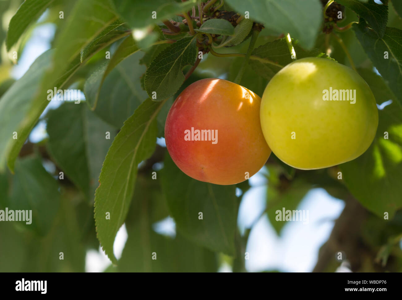 Mirabelle plum, yellow and red mirabelle plums, isolated on plum tree branch Stock Photo