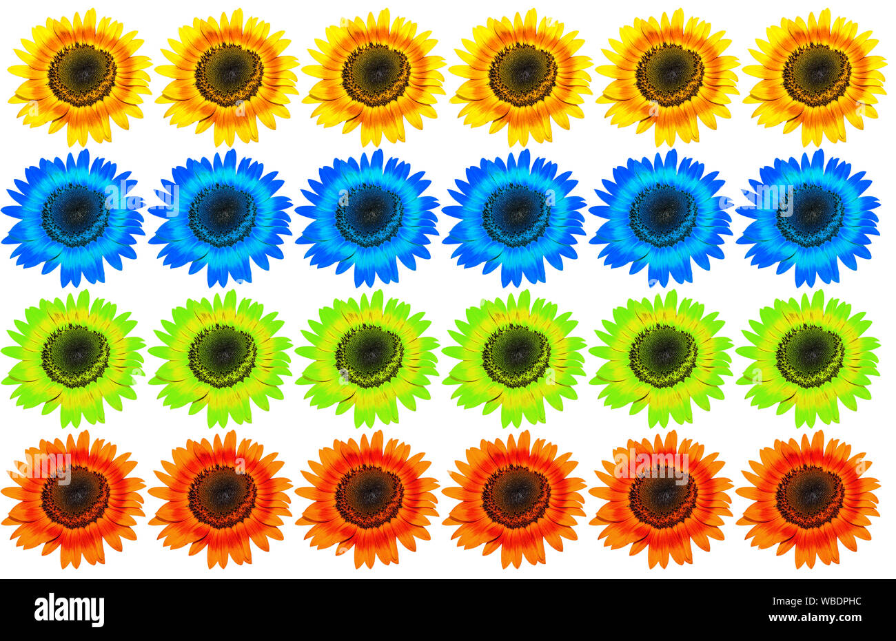 Flower of sunflower isolated on white background Stock Photo - Alamy