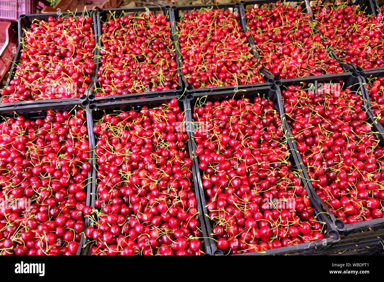 Cherries collected and packed for sale in antalya Stock Photo Alamy