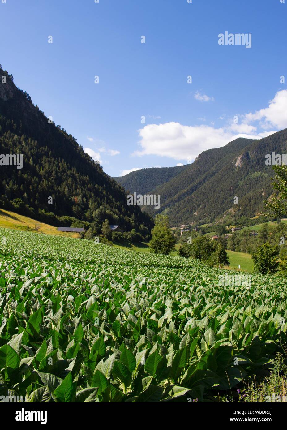andorra tobacco A field of tobacco in the mountains of Andorra Stock Photo