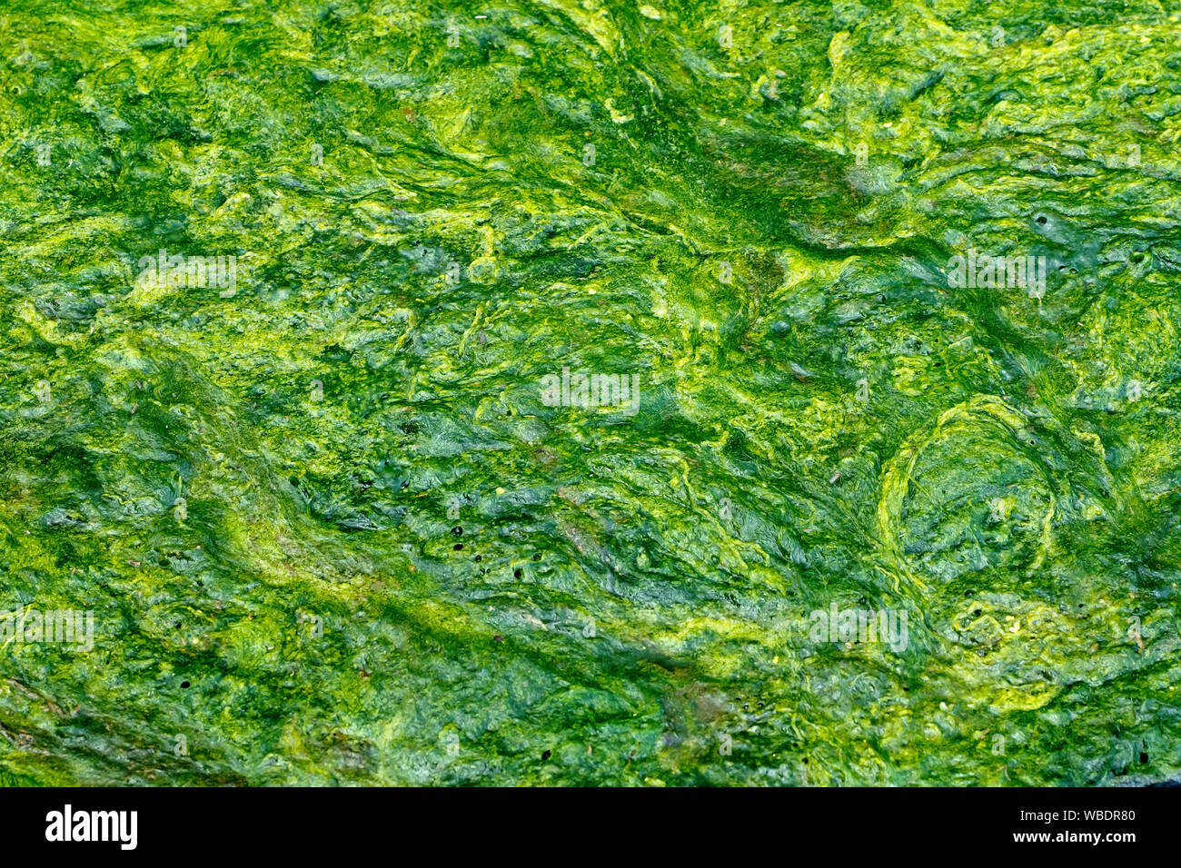 An abstract image of a mat of algae and pond weed gathered at the edge of a small pond. Stock Photo