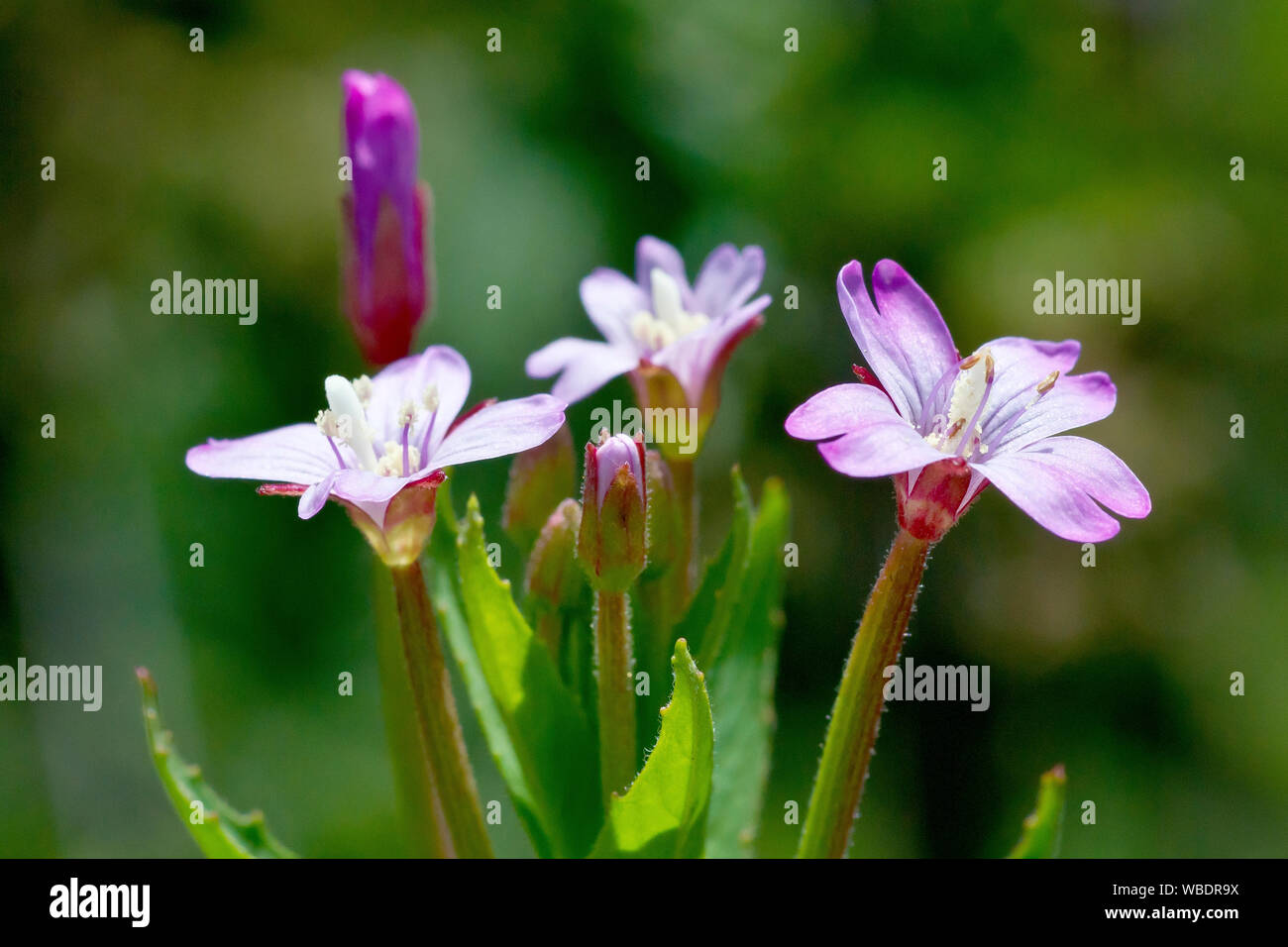 Willowherb, close up of the flowers of one of the many smaller varieties of the plant. This is probably Broad-leaved Willowherb (epilobium montanum). Stock Photo