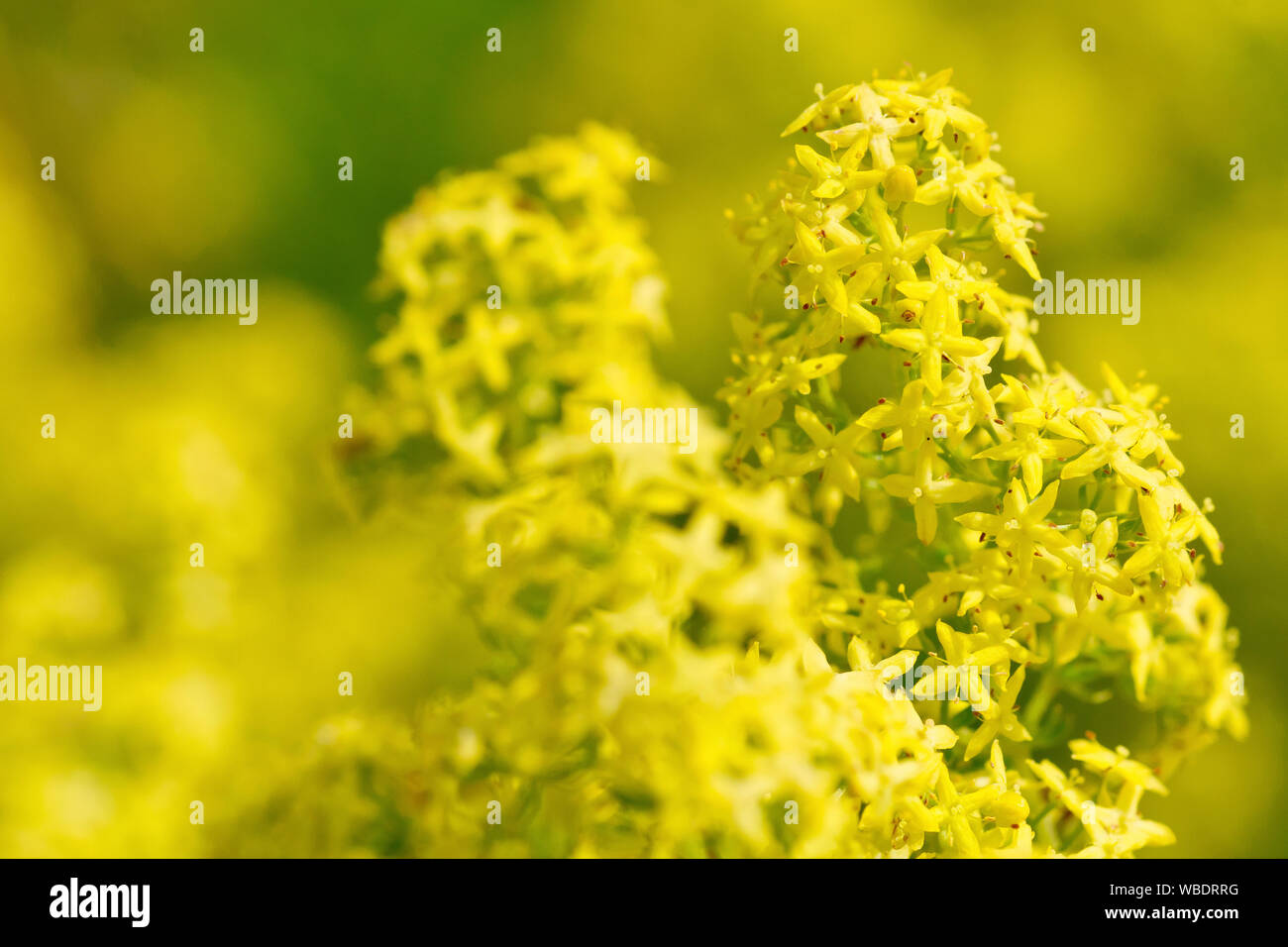 Lady's Bedstraw (galium verum), close up showing the tiny yellow flowers of the plant. Stock Photo