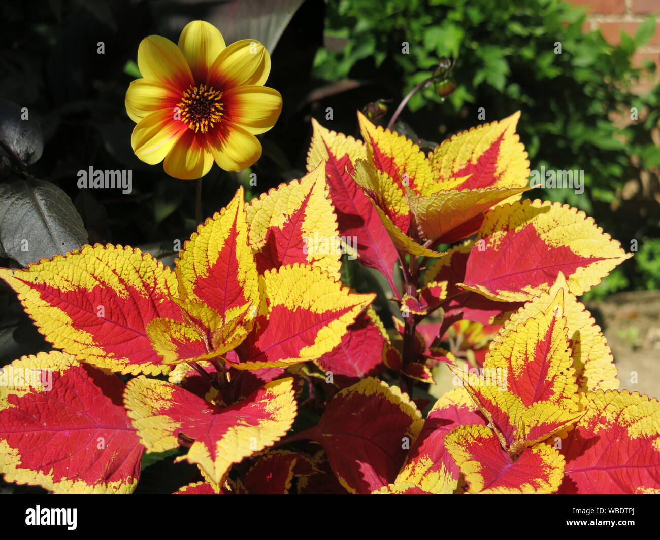 A bright red and yellow dahlia flower is the perfect colour match to
