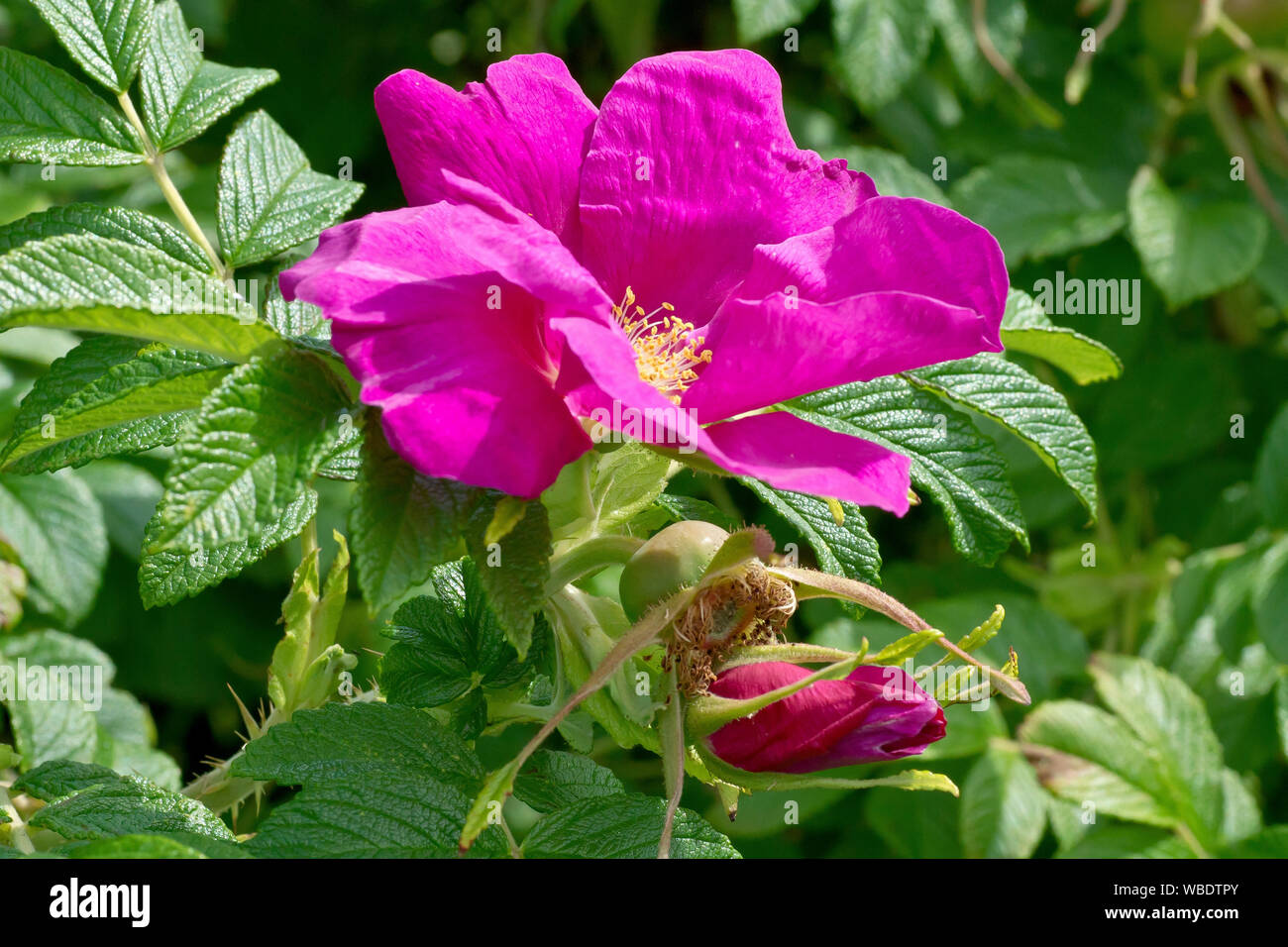 Wild Rose (rosa rugosa rubra), close up showing the flower, a bud and a developing rose hip or seed pod. Stock Photo