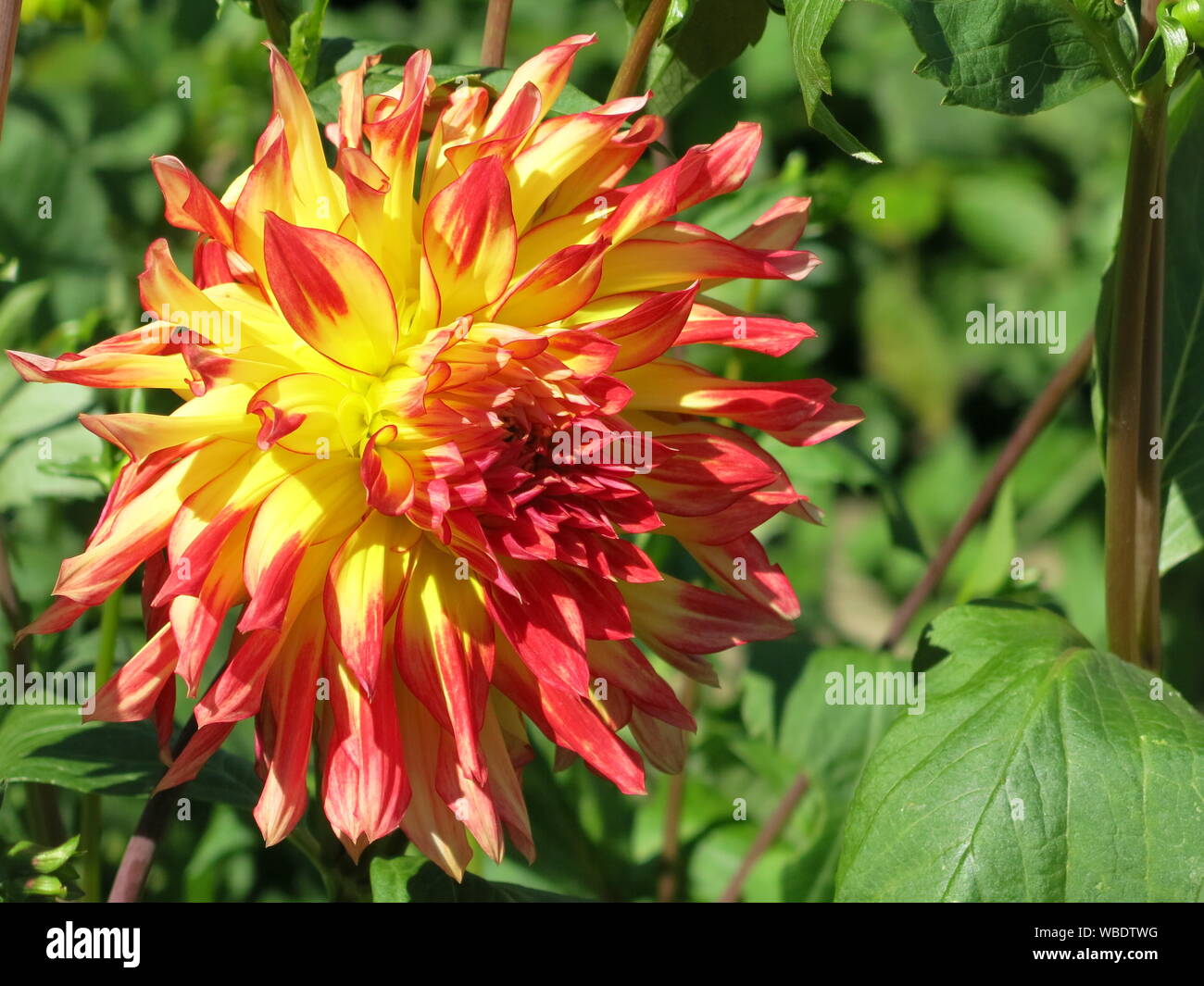 A shaggy-type dahlia flower, yellow with crimson red towards the end of the petals. Stock Photo