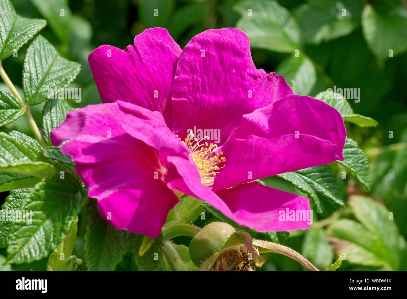 Wild Rose (rosa rugosa rubra), close up showing the flower and a developing rose hip or seed pod. Stock Photo