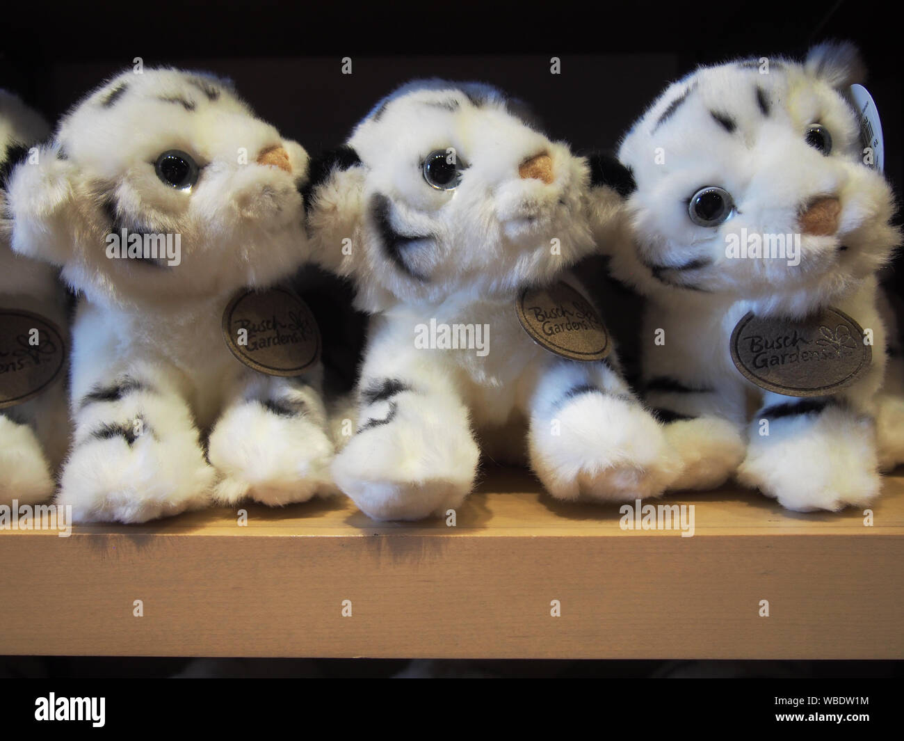 Stuffed Baby White Tigers for sale at Busch Gardens Tampa, USA, June 20, 2019, © Katharine Andriotis Stock Photo
