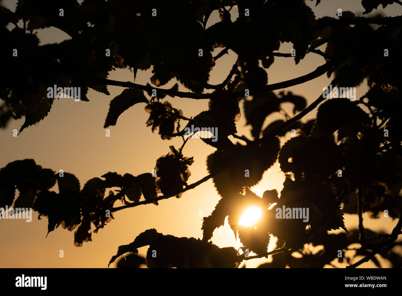 silhouette of tree with sunrise in background Stock Photo - Alamy