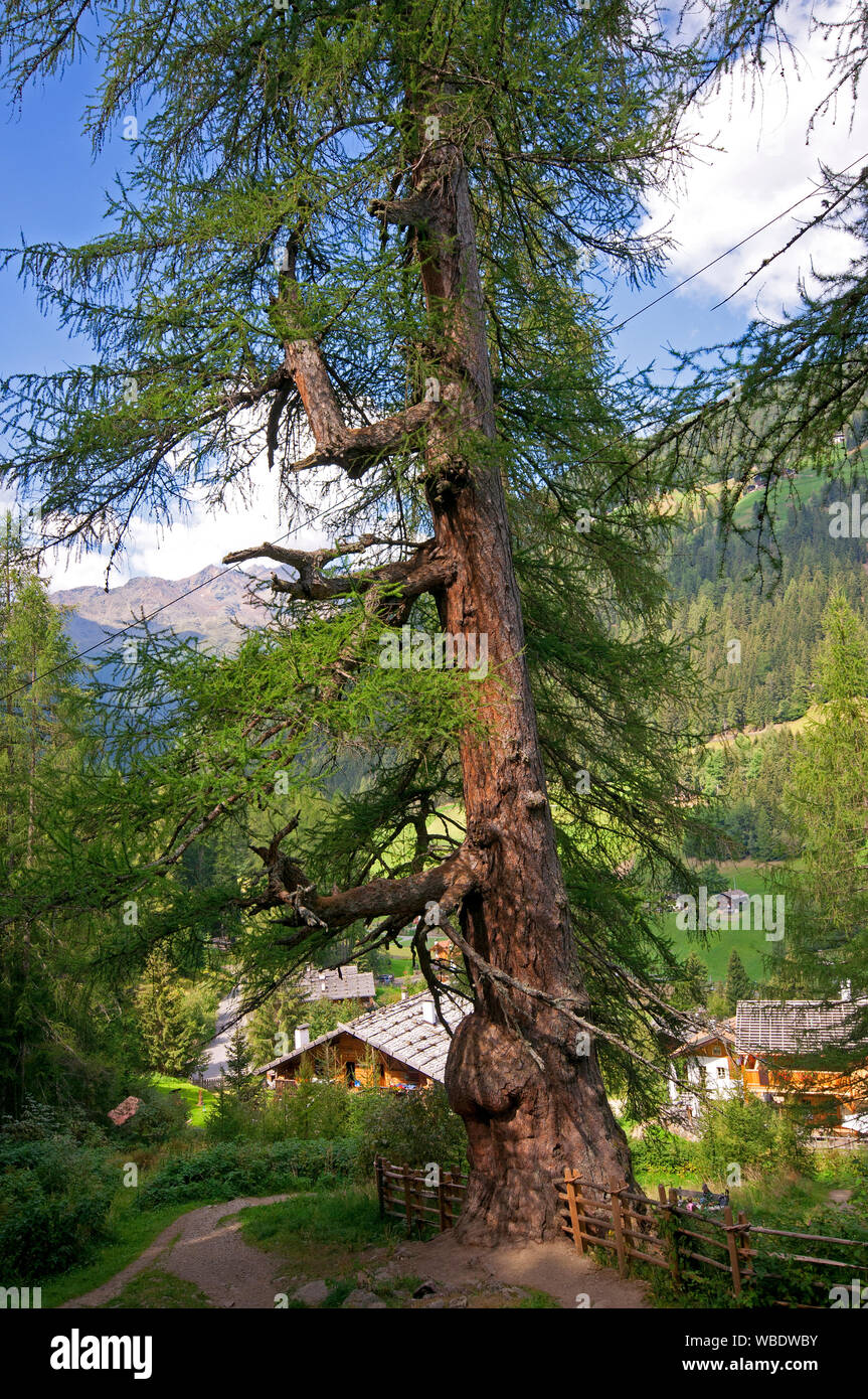 Millenary larch (Larix decidua) in Santa Gertrude, Val d'Ultimo (Ultental), Bolzano, Trentino Alto Adige, Italy Stock Photo