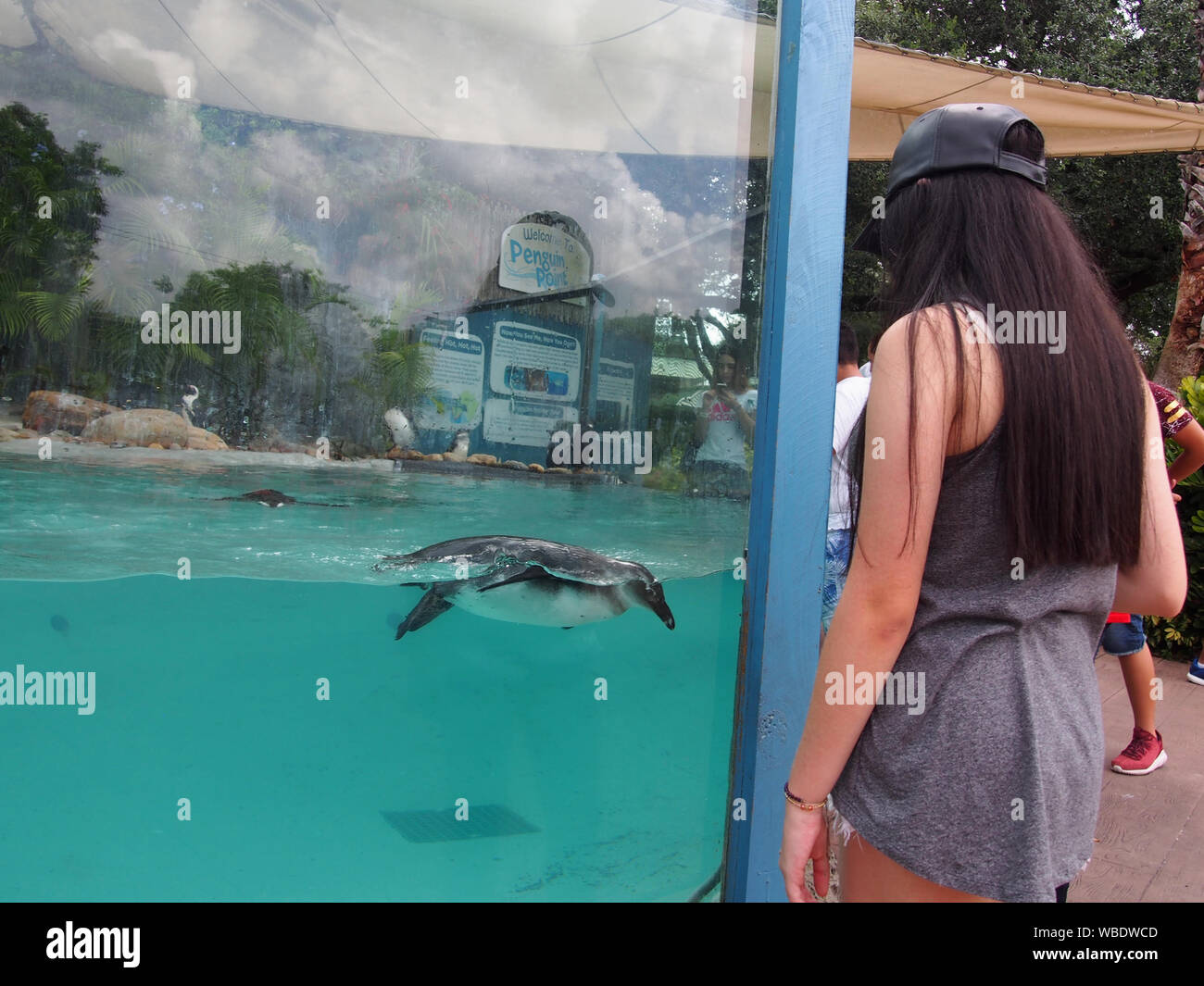 Woman observing penguins at Penguin Point in Busch Gardens Tampa, USA, June 20, 2019, © Katharine Andriotis Stock Photo
