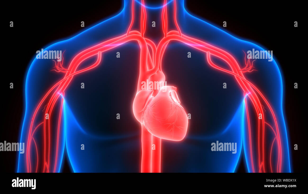 Human Circulatory System Heartbeat Anatomy Stock Photo - Alamy