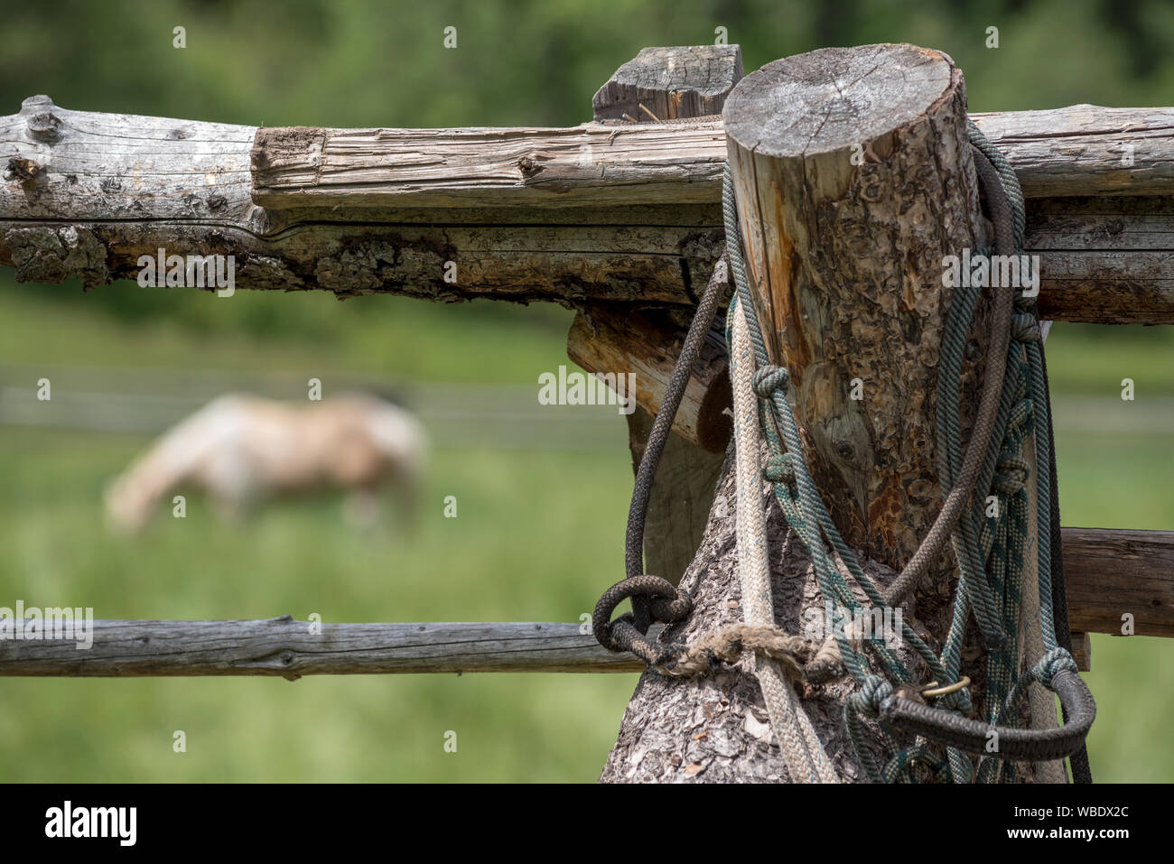 Log fence and horse at the Minam River Lodge in Oregon's Wallowa Mountains. Stock Photo