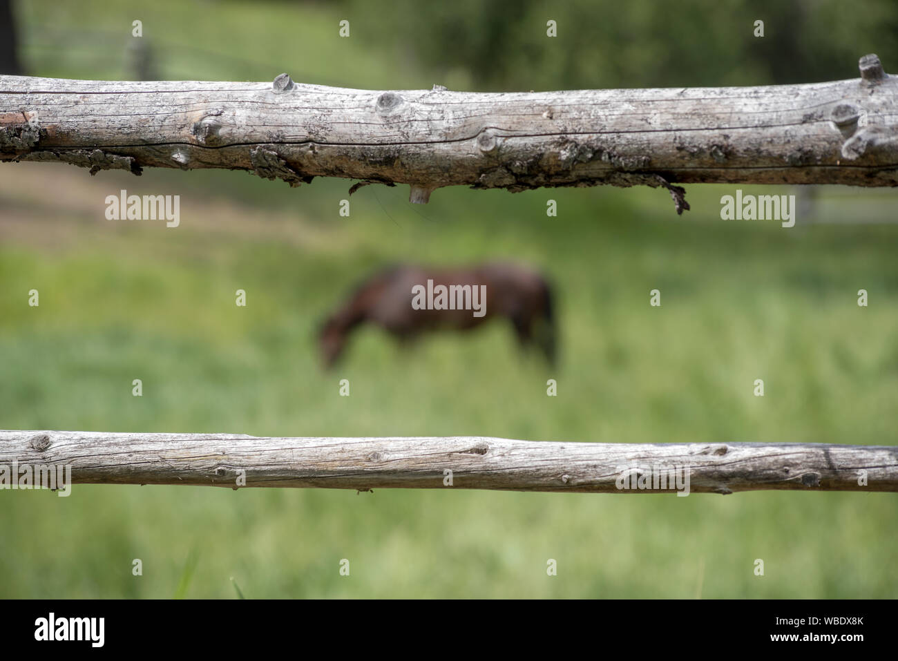 Log fence and horse at the Minam River Lodge in Oregon's Wallowa Mountains. Stock Photo