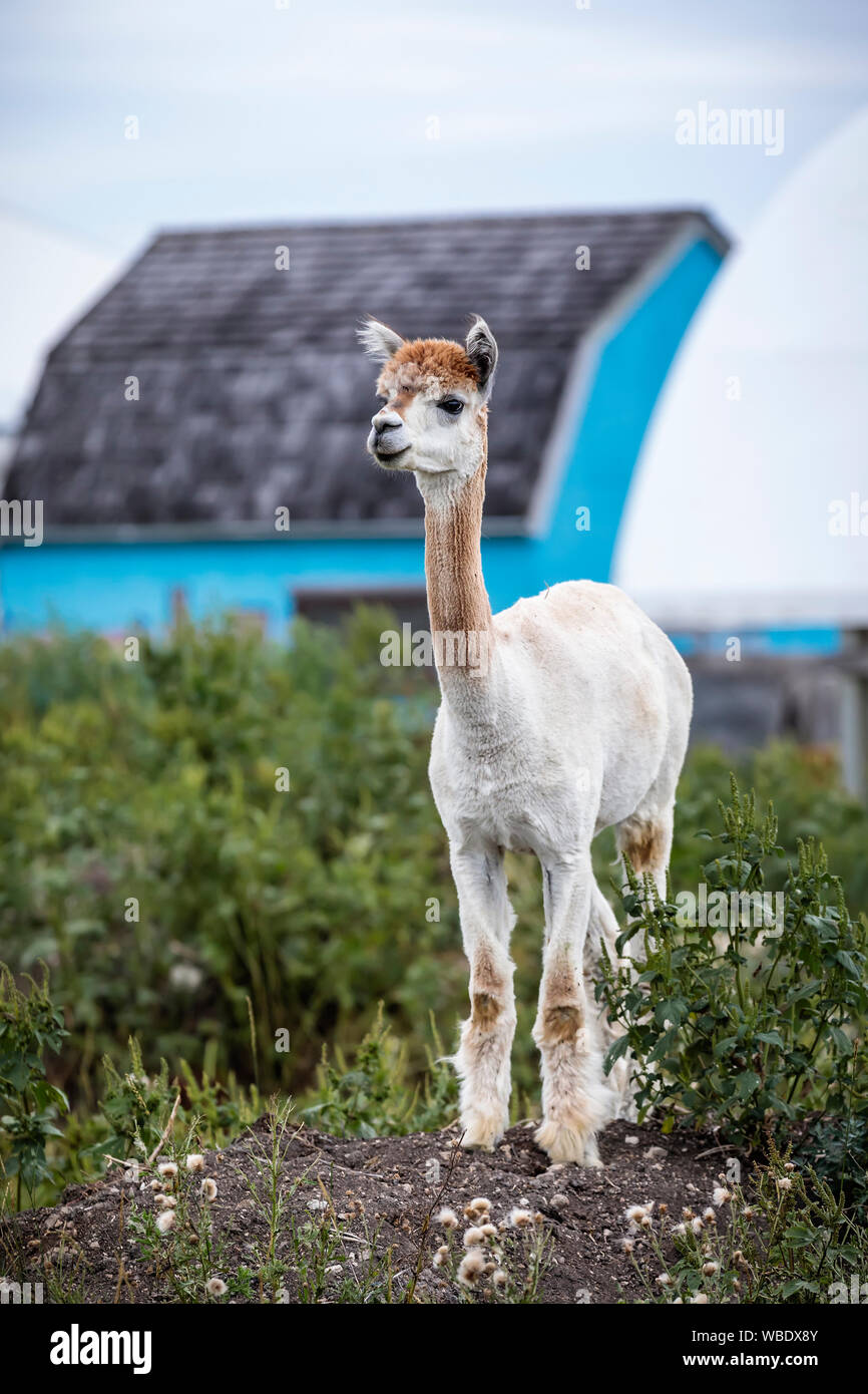 Alpaca, Manitoba, Canada. Stock Photo