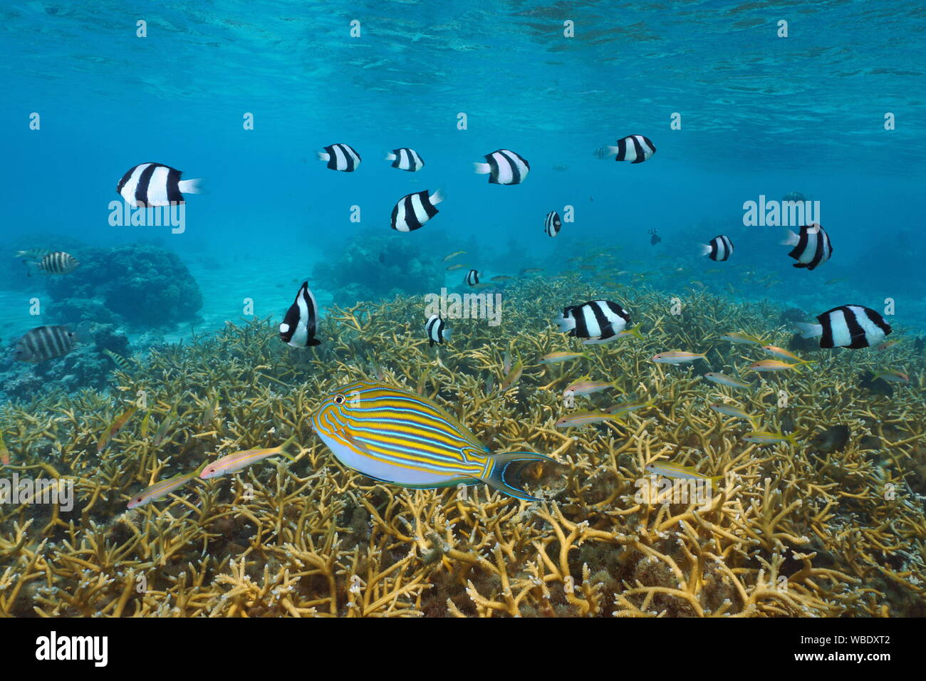 Tropical fish and coral reef in the lagoon of Huahine island, French Polynesia, south Pacific ocean, Oceania Stock Photo