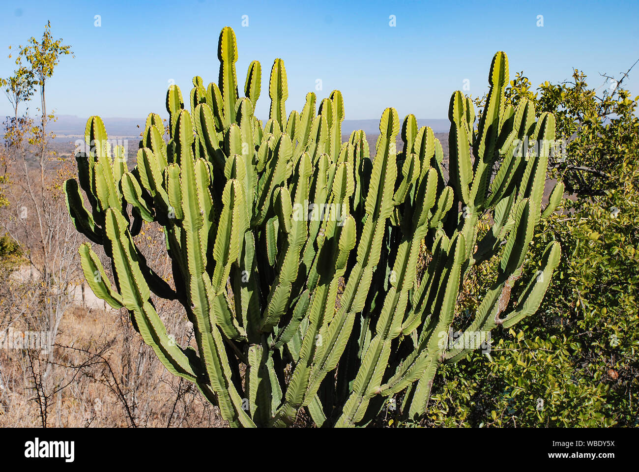 A Candleabra Tree (Euphorbia ingens) in South Africa Stock Photo