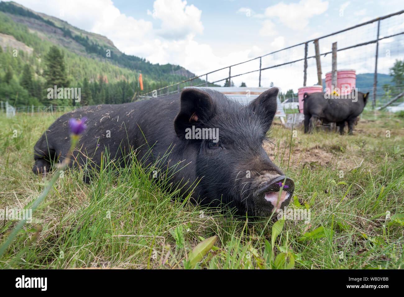 American Guinea hogs at the Minam River Lodge in Oregon's Wallowa Mountains. Stock Photo
