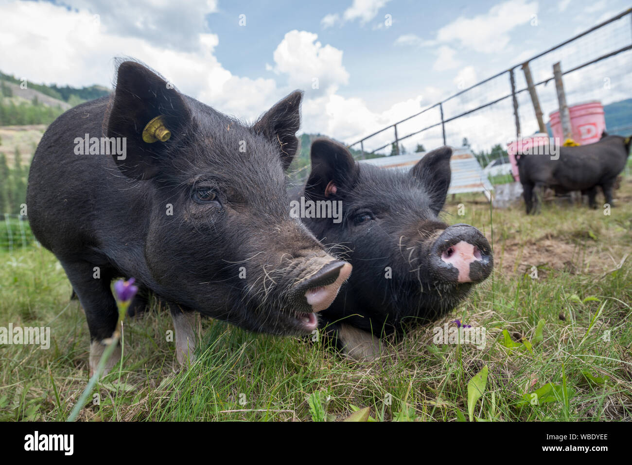 American Guinea hogs at the Minam River Lodge in Oregon's Wallowa Mountains. Stock Photo