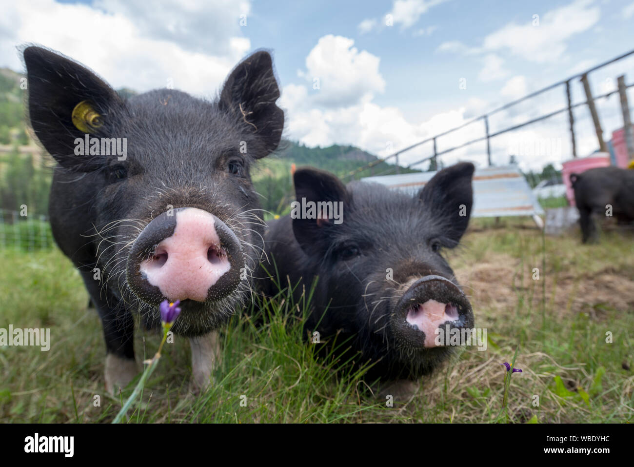 American Guinea hogs at the Minam River Lodge in Oregon's Wallowa Mountains. Stock Photo