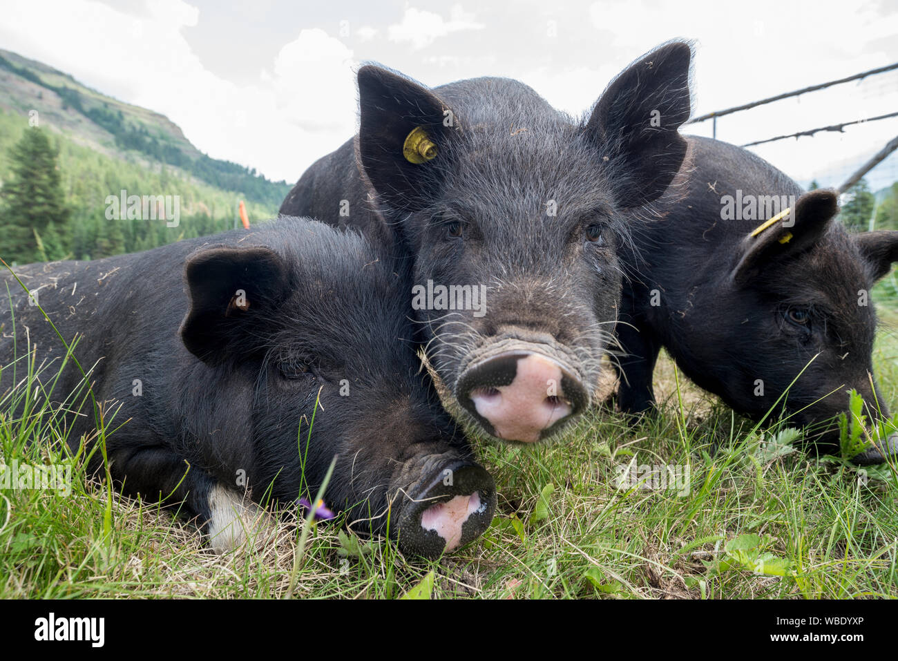 American Guinea hogs at the Minam River Lodge in Oregon's Wallowa Mountains. Stock Photo