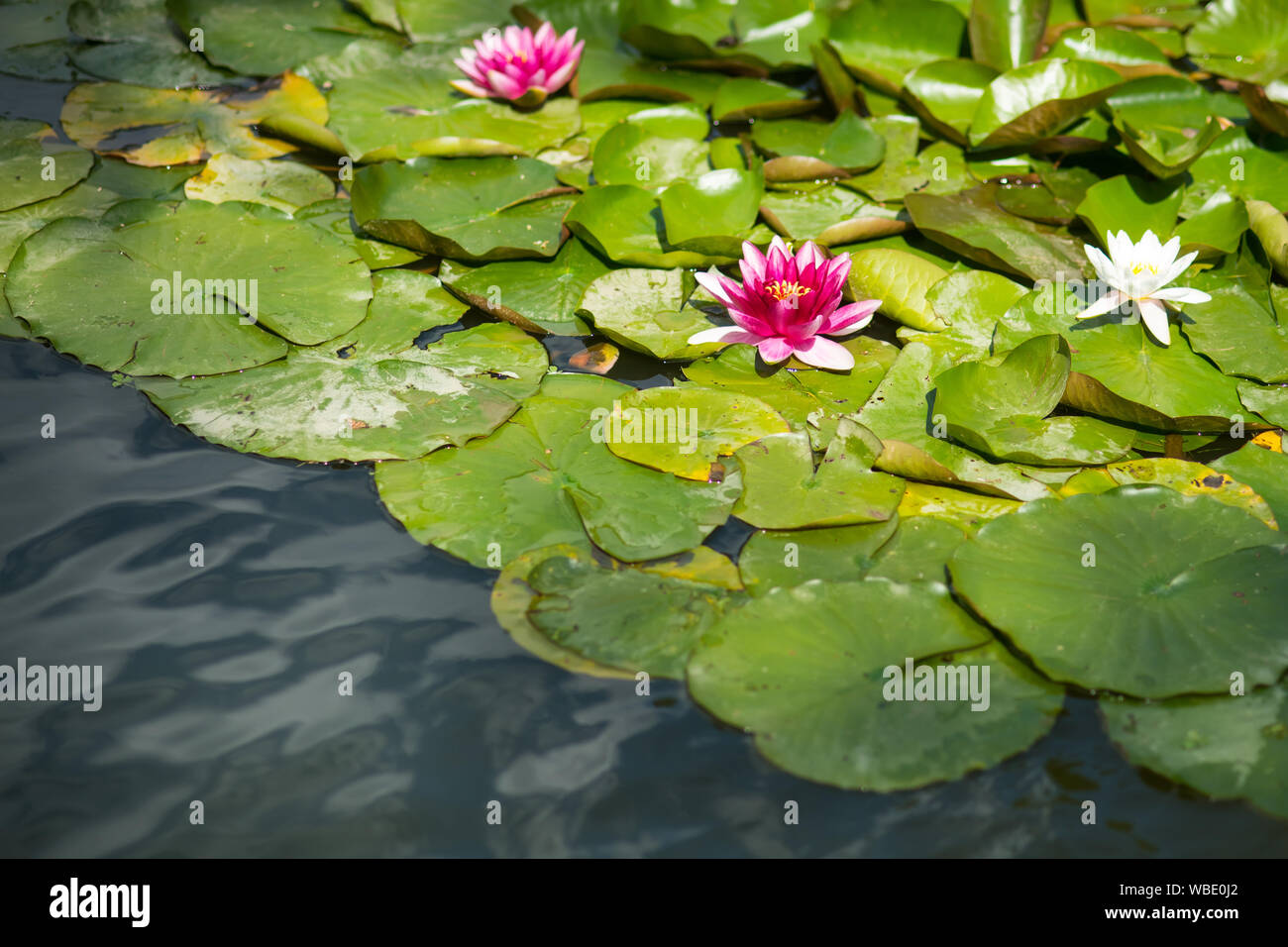 Water lily flowers with green leaves in pond Stock Photo - Alamy