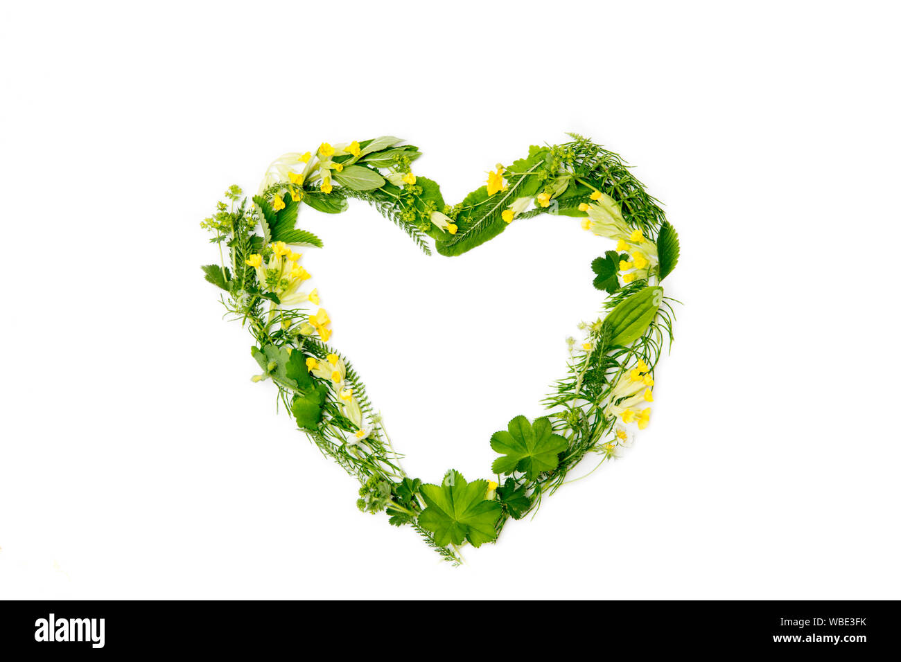 Love heart made out of different real fresh herbal medicinal plants (Lady's mantle, Primula veris, Equisetum arvense, Achillea) flat lay  view, isolat Stock Photo