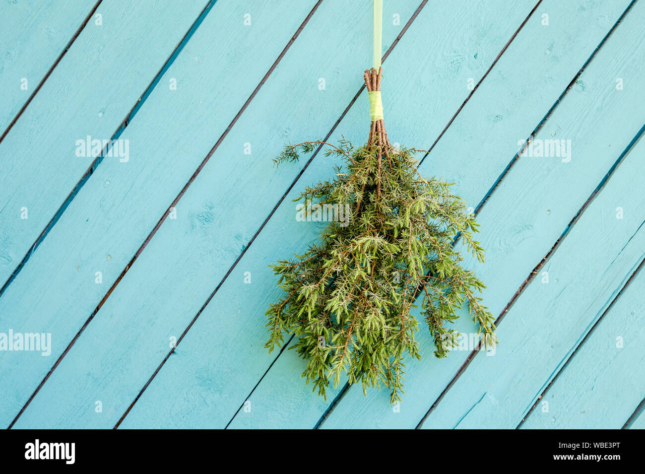 Juniper sauna whisk broom ( also known as vasta, vihta or venik) hanging and drying on the wall, blue wooden background, copy space. Whisk is used in Stock Photo
