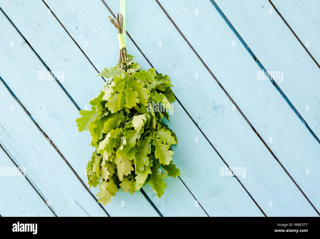 Oak tree sauna whisk broom ( also known as vasta, vihta or venik) hanging and drying on the wall, blue wooden background, copy space. Whisk is used in Stock Photo