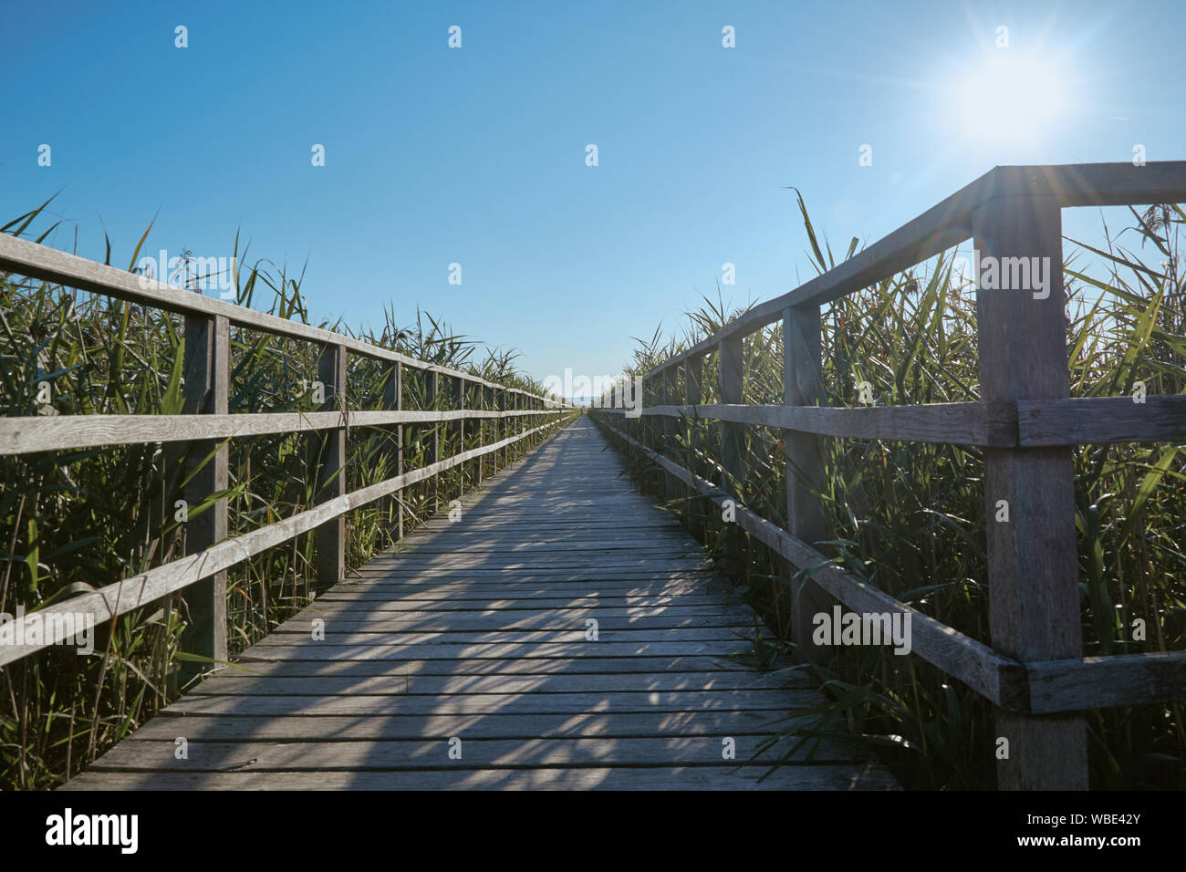 Wooden boardwalk and nature at Unesco world heritage Federsee in Bad Buchau, Germany - August 2019 Stock Photo