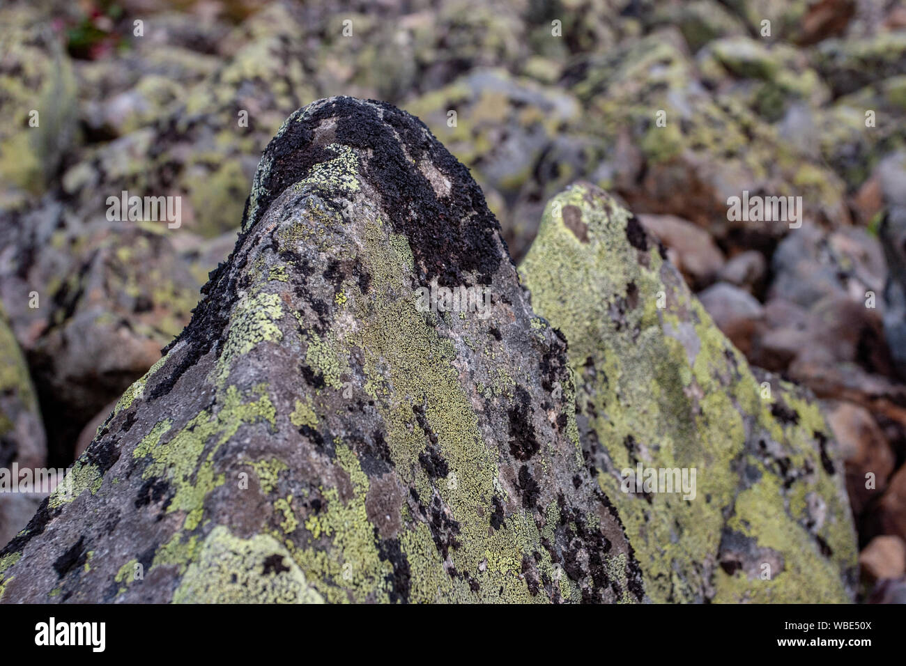 Large stones from rock river covered with green and black moss. Selective focus. The background is blurry. Stock Photo