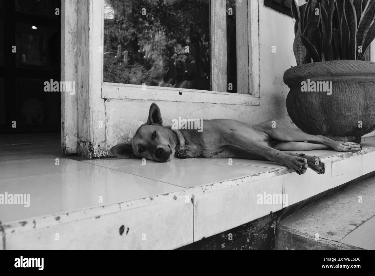 tired dog sleeping on whit tiles porch in front of window of a shop with plant pot Stock Photo