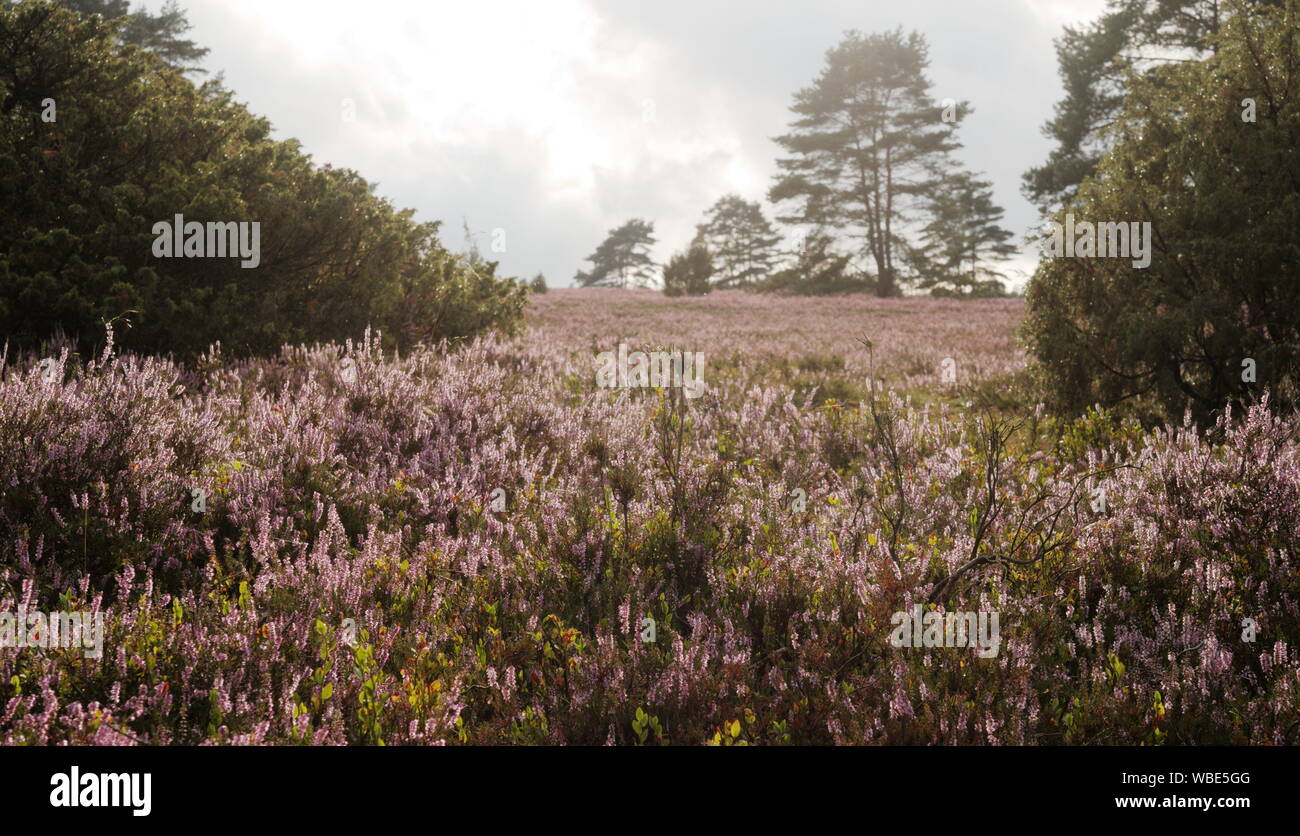 Luneburger heide germany hi-res stock photography and images - Alamy