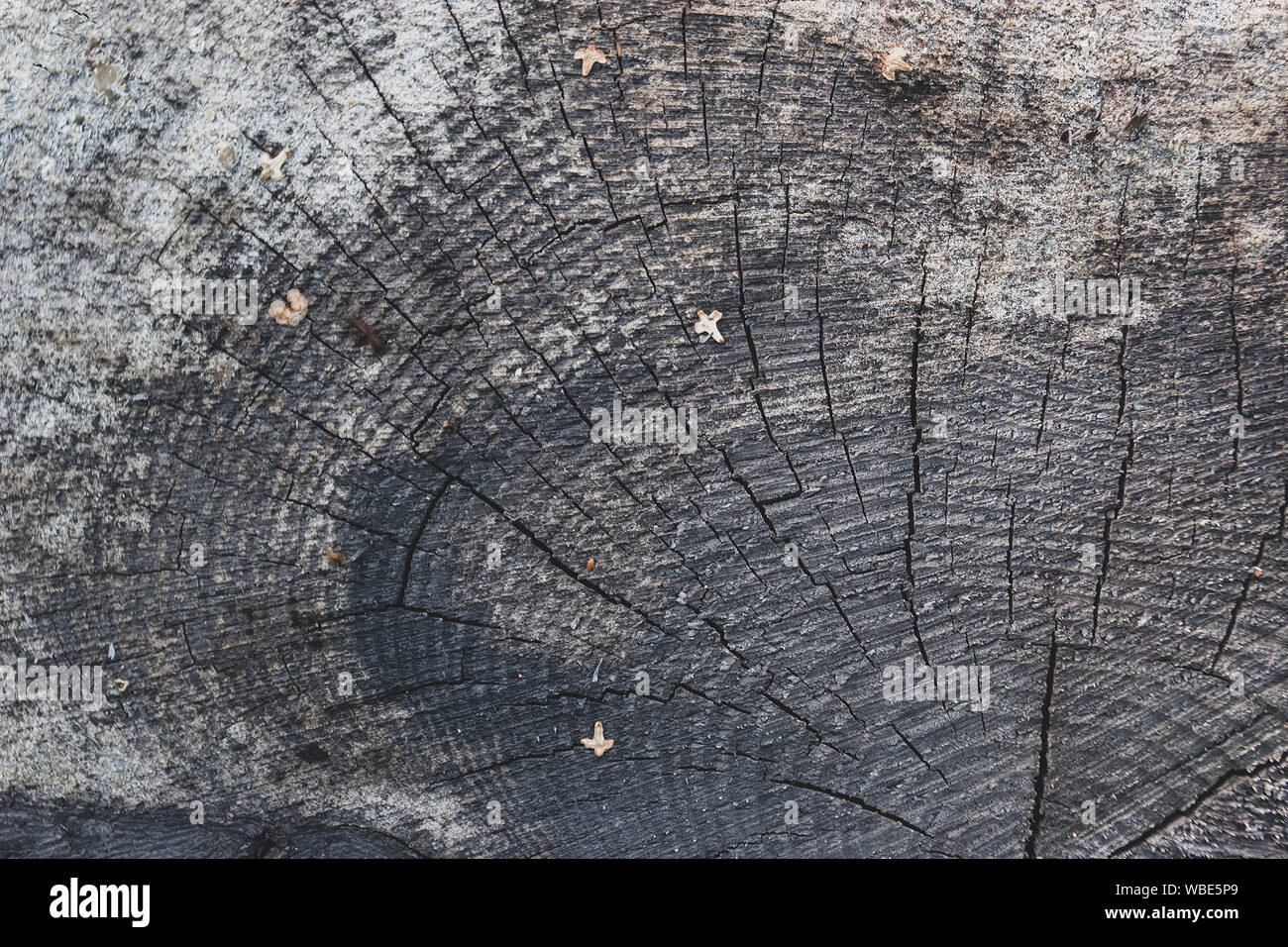 Cracked old stump with a beautiful texture. Nice background. Stock Photo