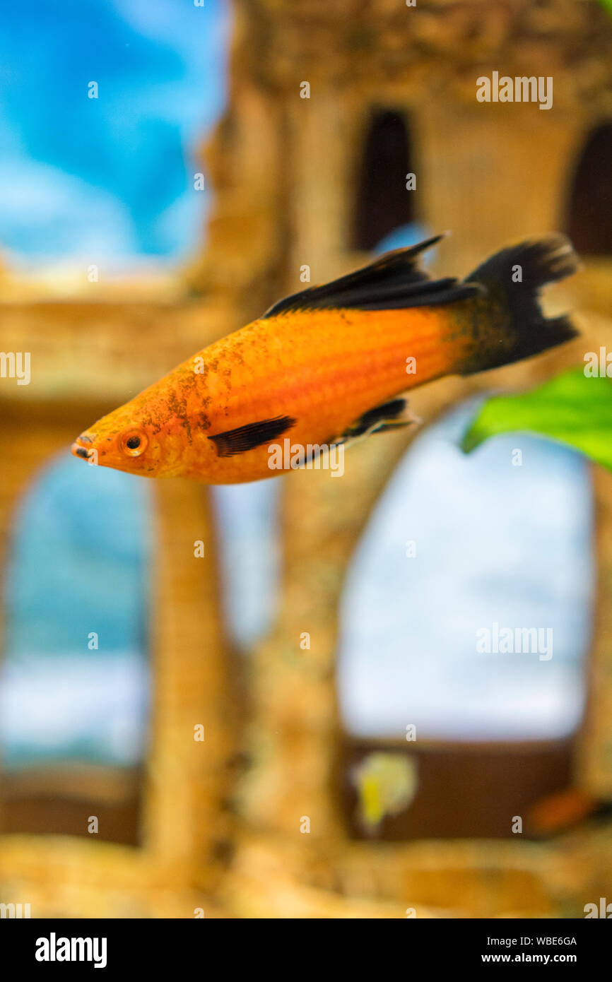 Tropical colorful fishes swimming in aquarium with plants. Goldfish