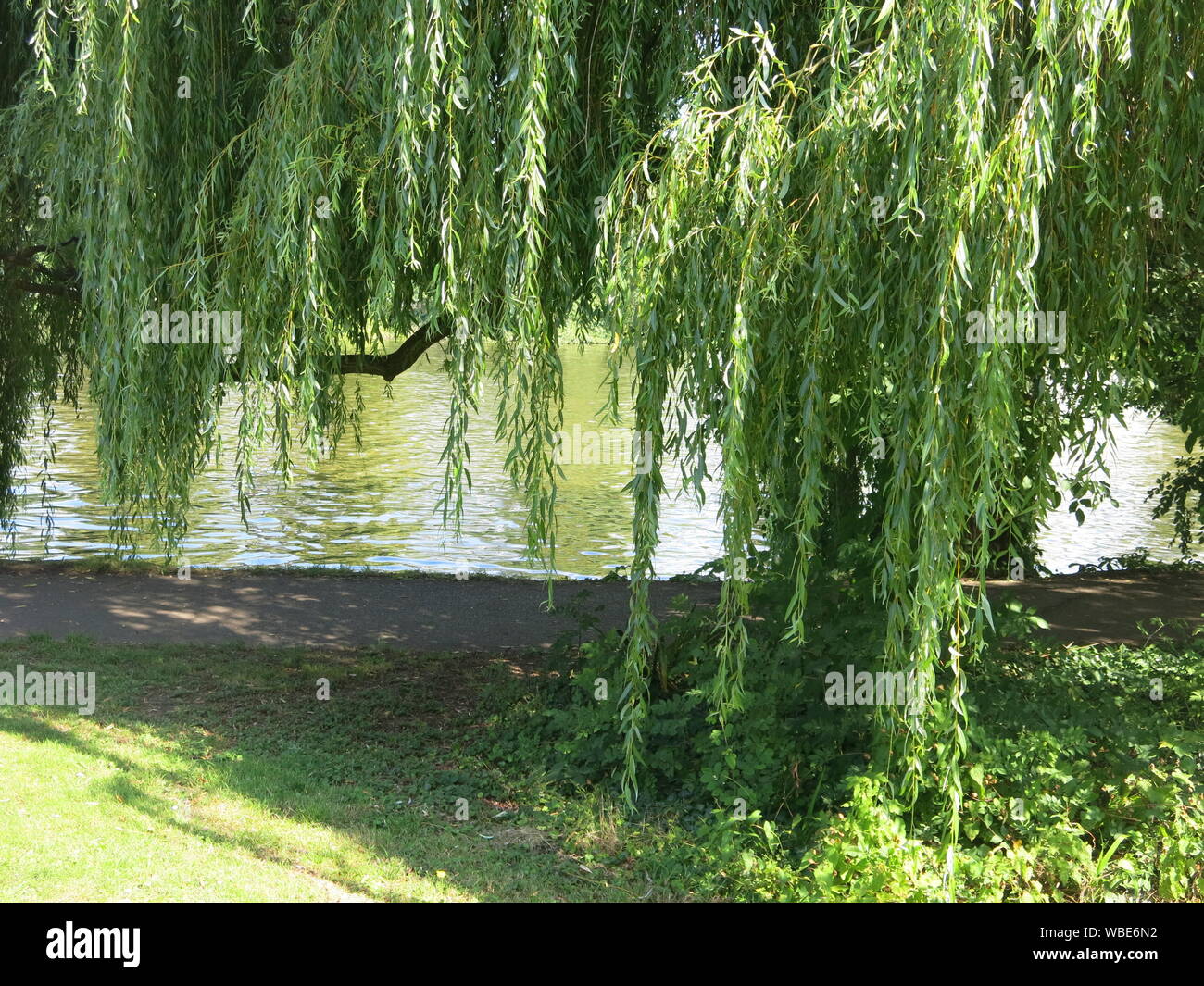 The branches of a mature weeping willow tree touch the ground on the ...
