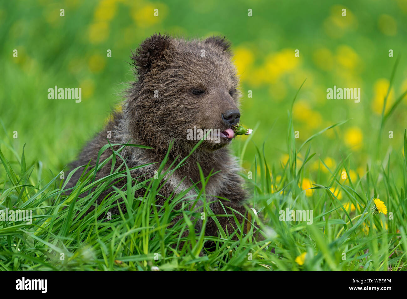 Cub In Flowers High Resolution Stock Photography And Images Alamy