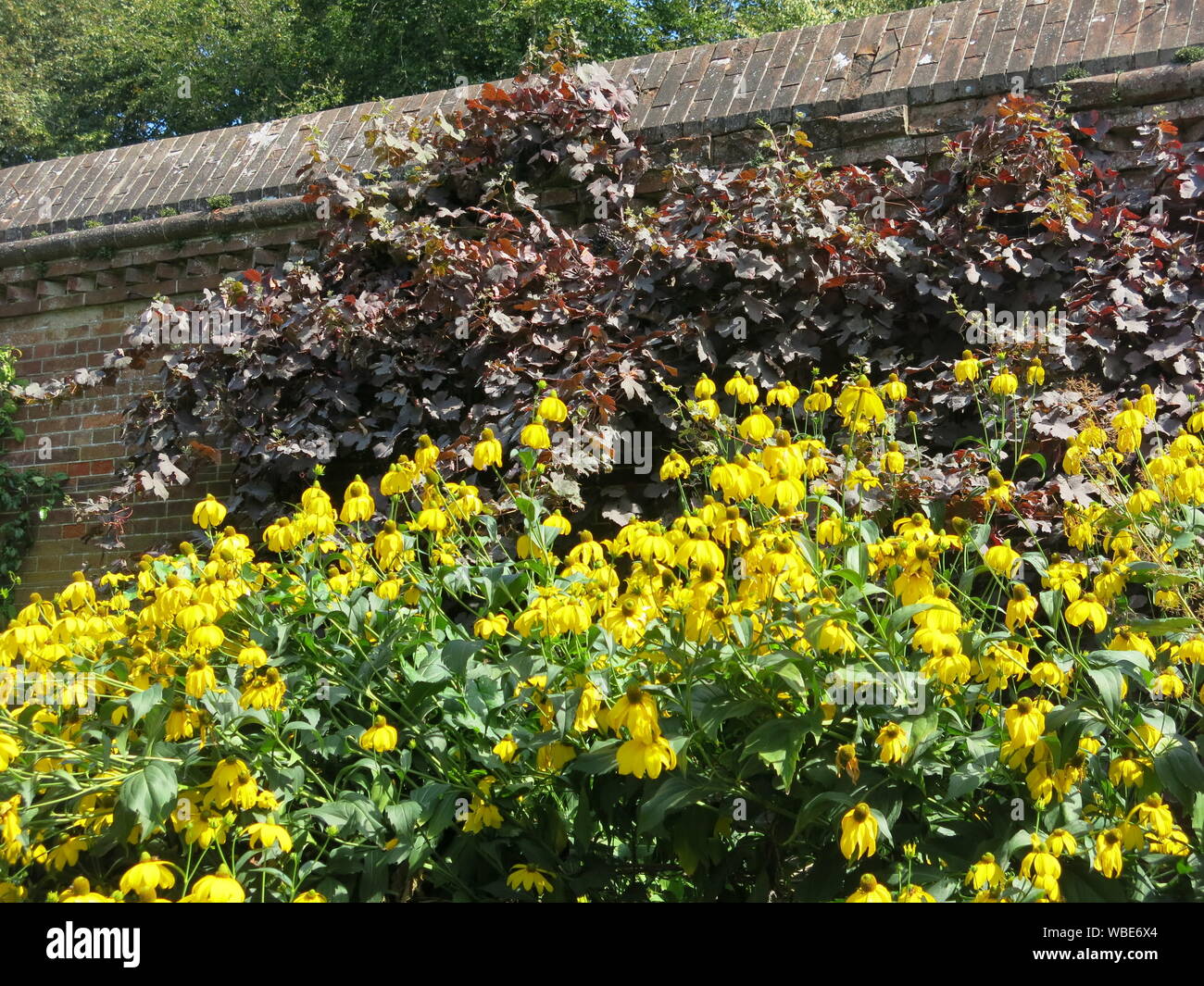 Hot border perennials hi-res stock photography and images - Alamy
