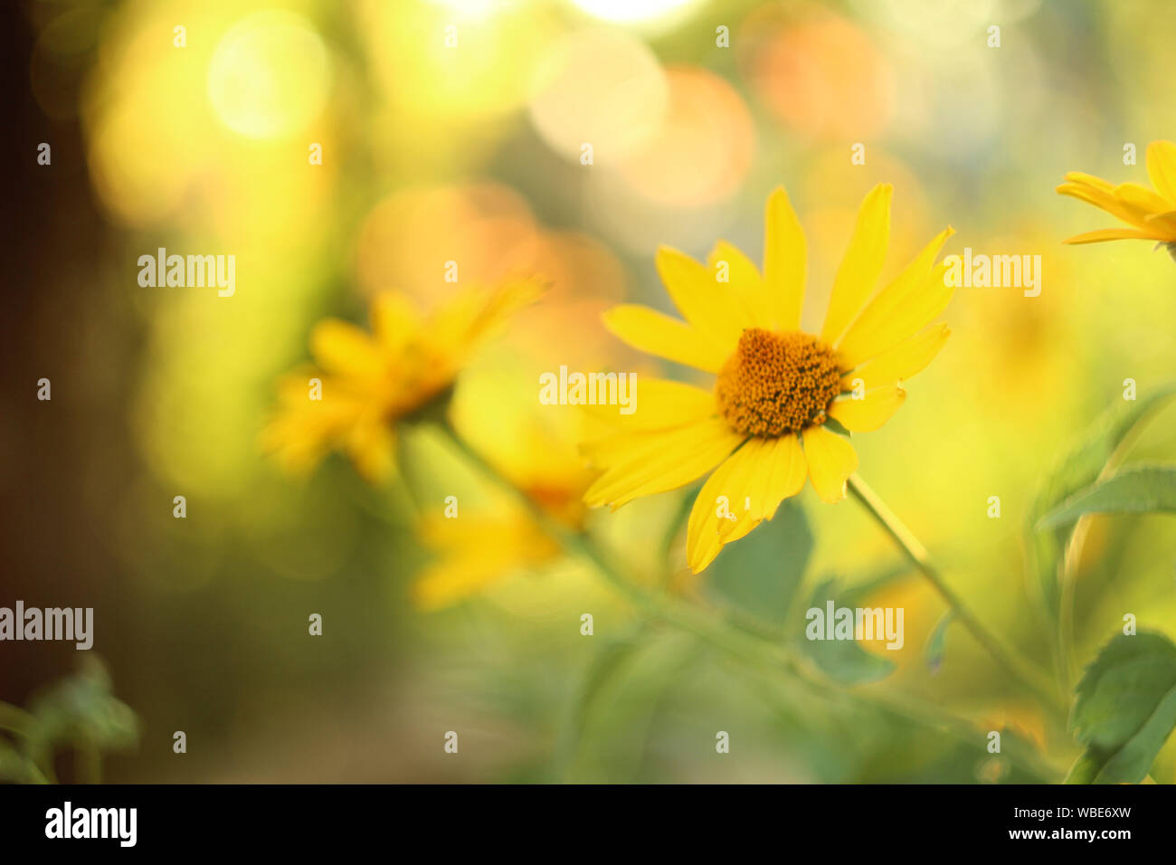 yellow daisy-like flowers at sunset. Blurred background. Stock Photo