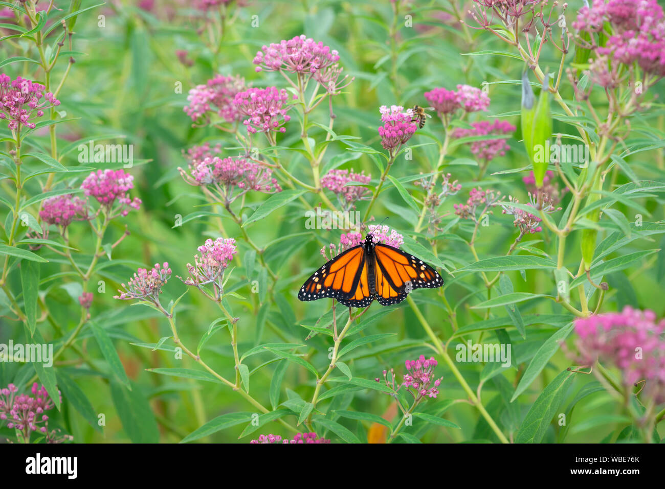 Monarch butterfly (danaus plexippus) feeding on milkweed flowers (asclepias incarnata) Stock Photo