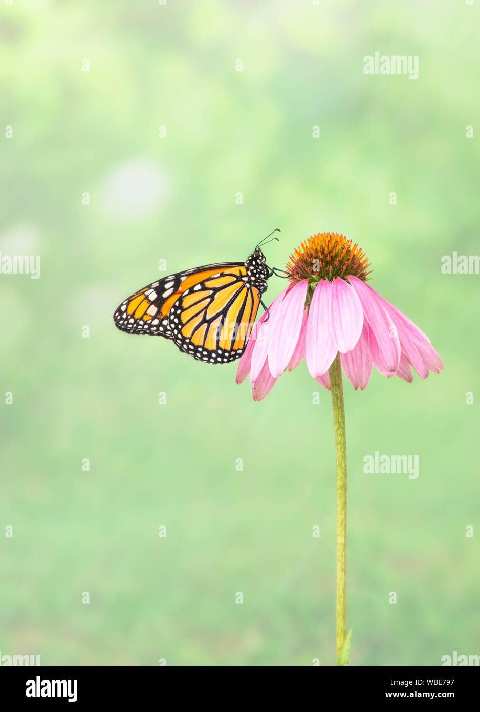 Side view of a Monarch (danaus plexippus) butterfly on a pink cone ...